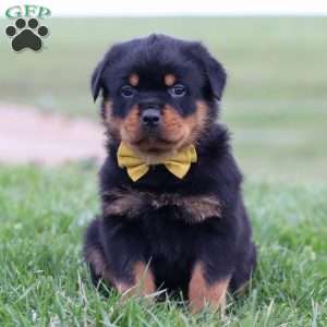 Rambo, Rottweiler Puppy